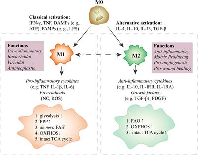 The potential role of Hippo pathway regulates cellular metabolism via signaling crosstalk in disease-induced macrophage polarization